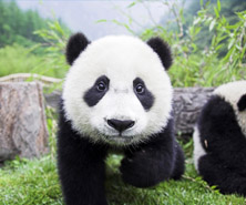 �Ĵ���̎���(gu��)���ϸ��غ��L(zh��ng)�����Σ����T��e48.5�f(w��n)ƽ����������ȫ��(gu��)��5λ���˿�8700�f(w��n)����ȫ��(gu��)��3λ��ݠ21��(g��)������181��(g��)�h�Ѕ^(q��)������ɷ�56��(g��)���ٔ�(sh��)�����˿�460�f(w��n)����ȫ��(gu��)�ڶ���؅^(q��)����������۾Ӆ^(q��)��Ψһ��Ǽ��۾Ӆ^(q��)���c����7��(g��)ʡ�^(q��)�н������ǳЖ|�����ļ~�����B�����Ϻ������Ę������Թž��ǡ��h�����ȡ������β����С�������ʮ����Ҫ�đ�(zh��n)�Ե�λ���Ĵ��vʷ�ƾá��˽ܵ��`�����A�쌚���YԴ������ɽ���������Ļ������˲��C�͡��ƽ̰l(f��)�_(d��)�����A(ch��)�ۺ����Ј�(ch��ng)�V����Թű��u(y��)�顰�츮֮��(gu��)����